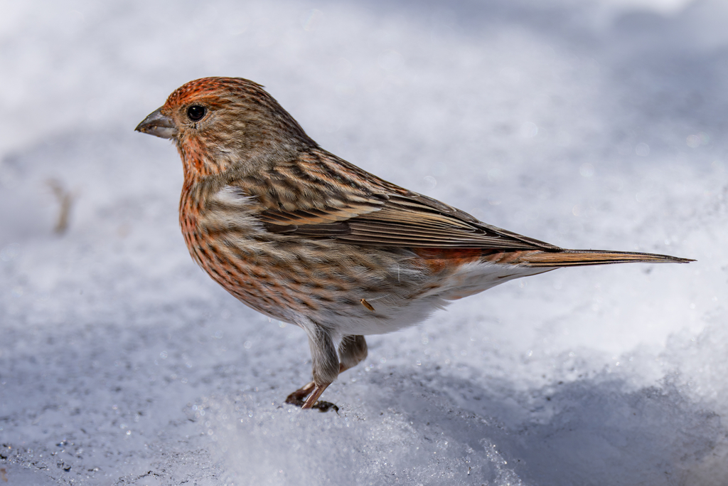 雪野鳥