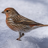 雪野鳥