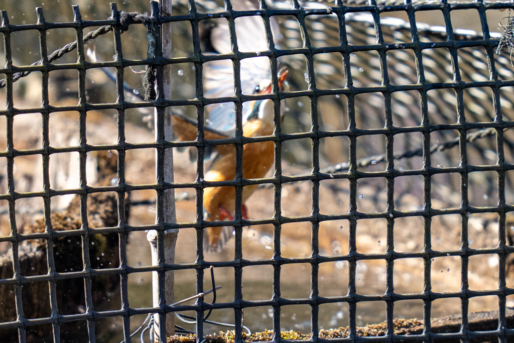 塀の中のカワセミ