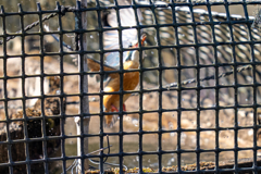 塀の中のカワセミ