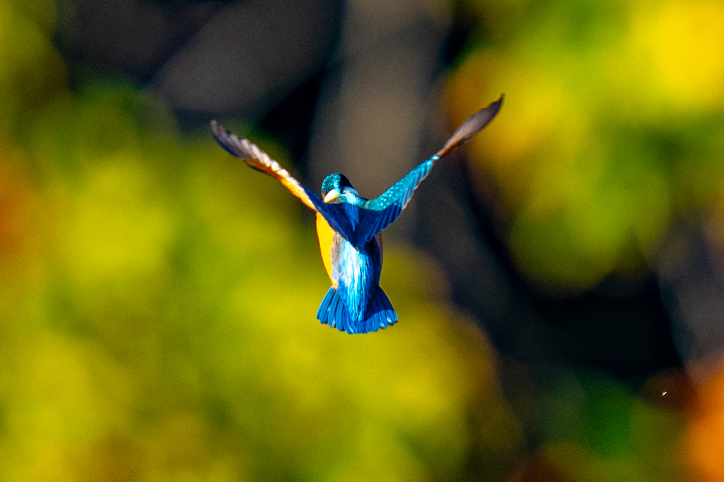 紅葉ホバ・青面・肆ノ型