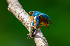 カワセミの生活