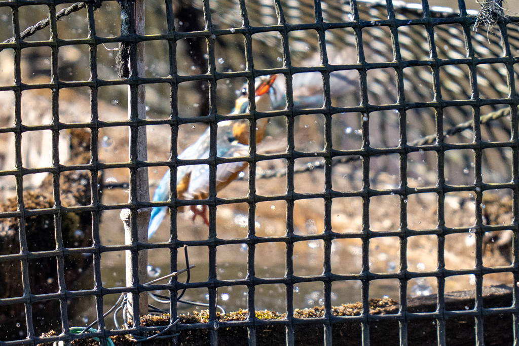 塀の中のカワセミ