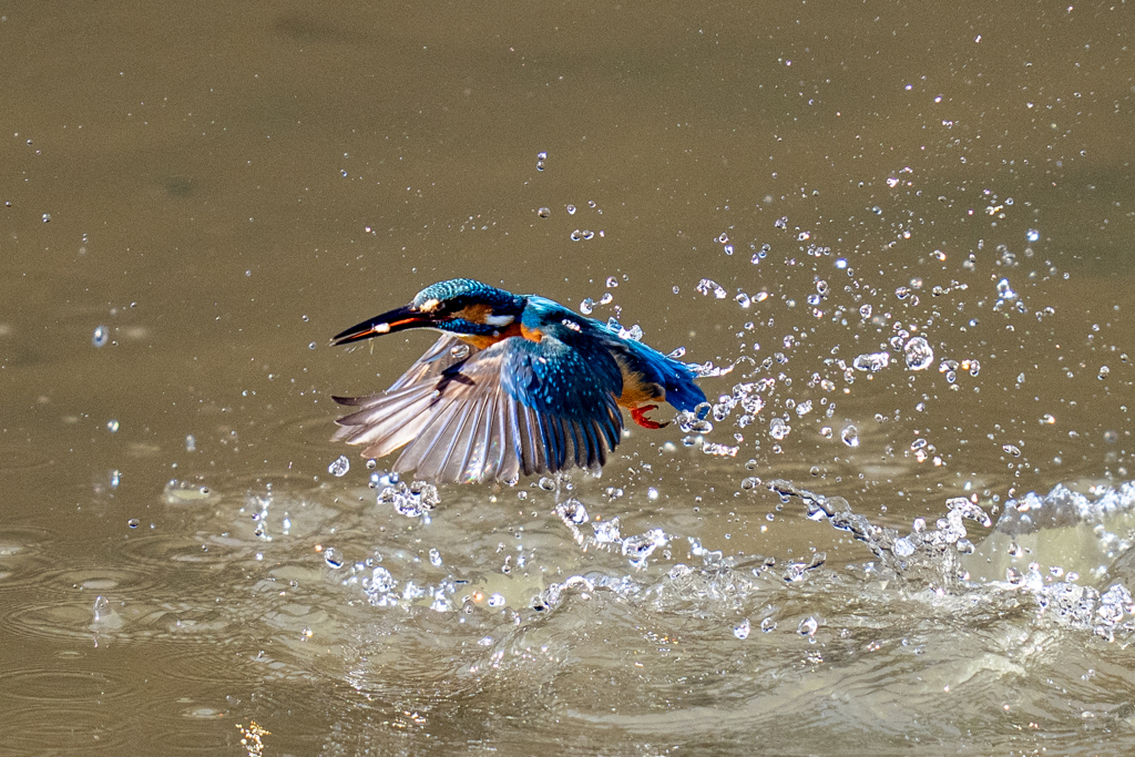 今日のカワセミ