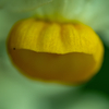 芽吹