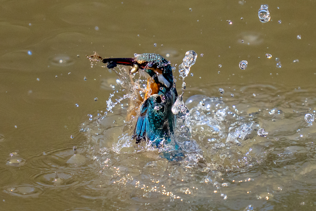 今日のカワセミ