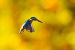 紅葉ホバ　ー　弐ノ型