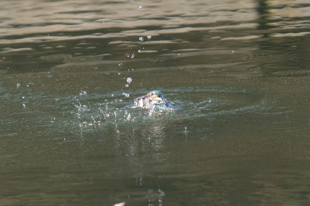 松の内カワセミ