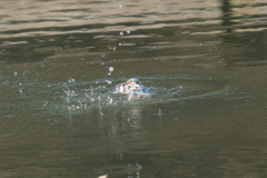 松の内カワセミ