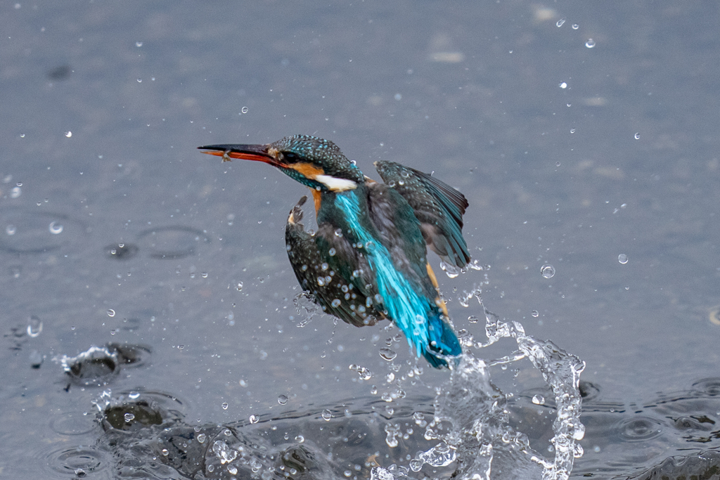 今日のカワセミ