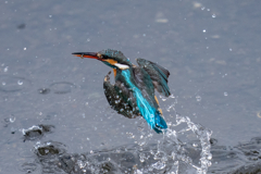 今日のカワセミ