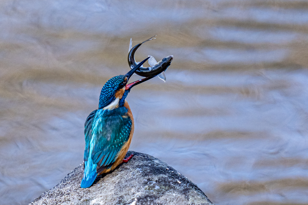 キャッチアンドリリース