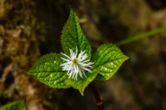 野草の時間