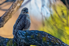 猛禽がサンタクロース