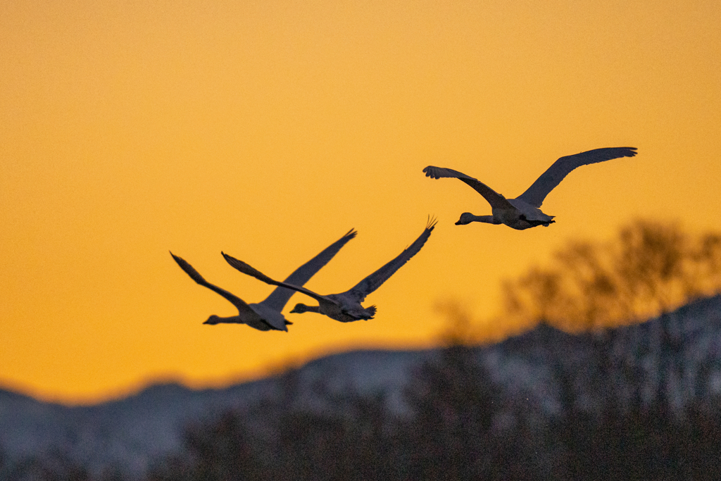 夕陽のコハクチョウ