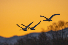 夕陽のコハクチョウ