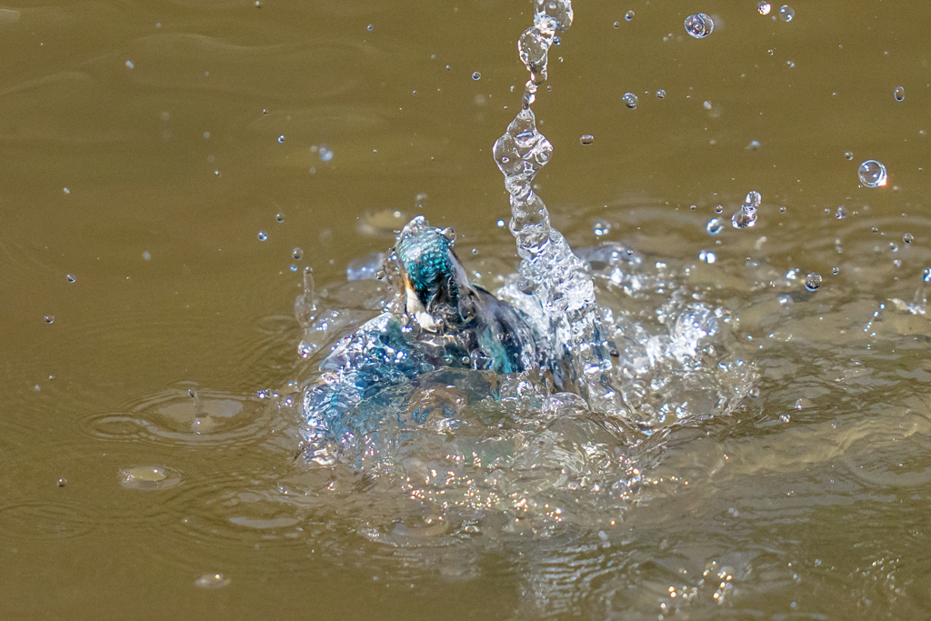 今日のカワセミ