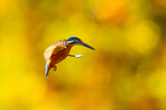 紅葉ホバ　ー　参ノ型