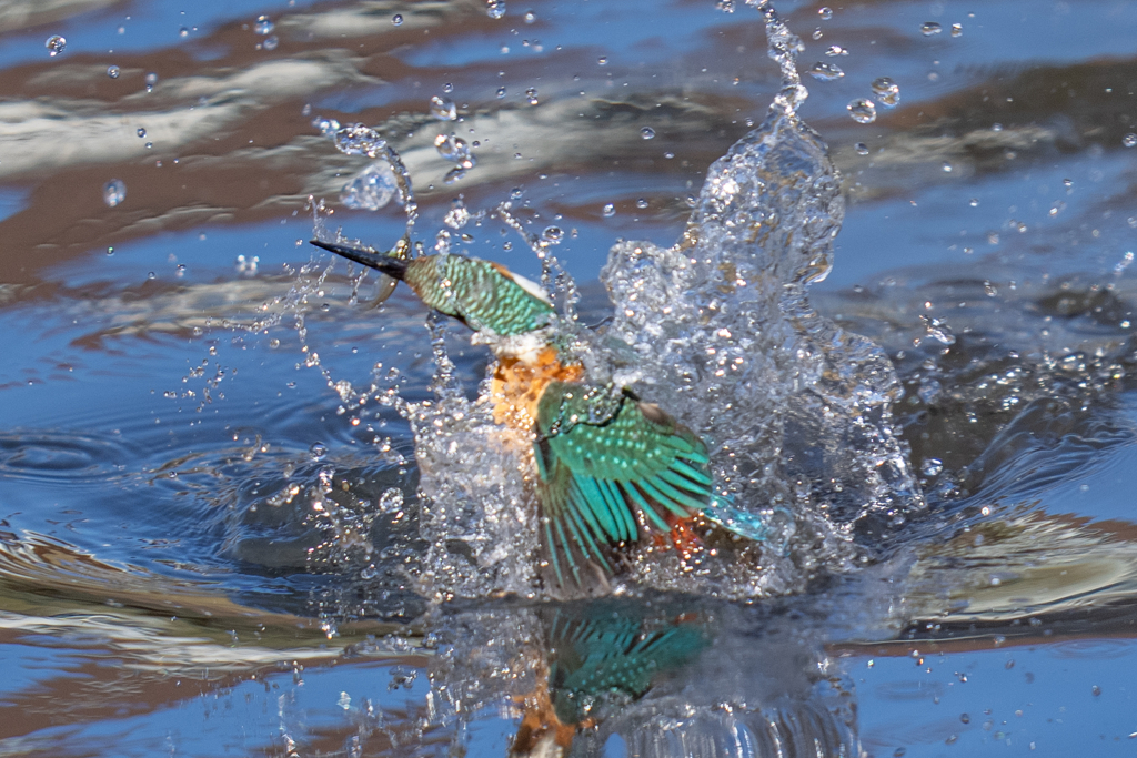 去年のカワセミ