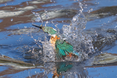 去年のカワセミ