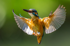 カワセミの生活