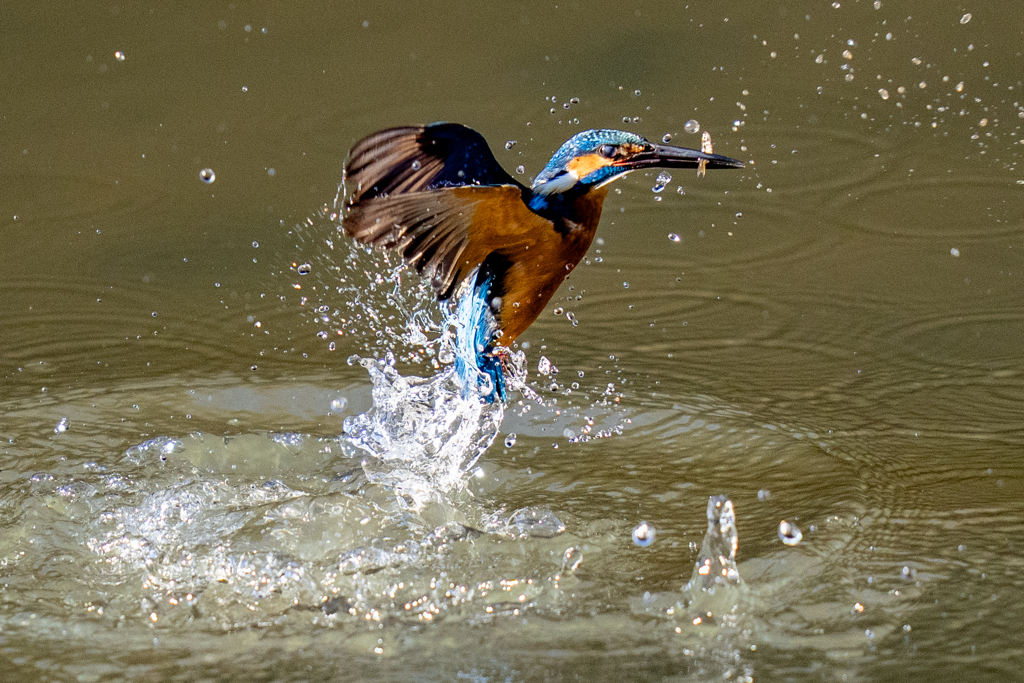 昨日のカワセミ