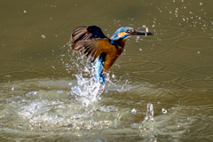 昨日のカワセミ