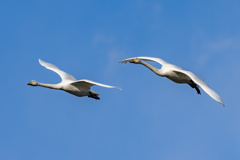 双頭のコハクチョウ　分離