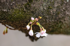今日の桜