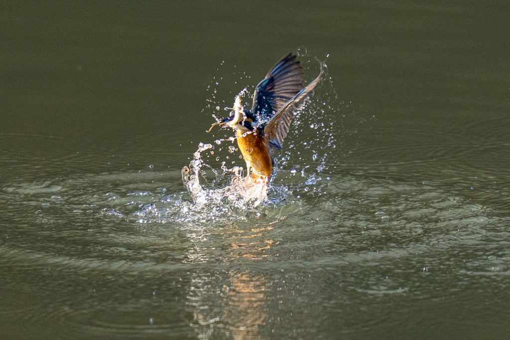 今日のカワセミ