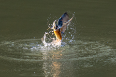 今日のカワセミ