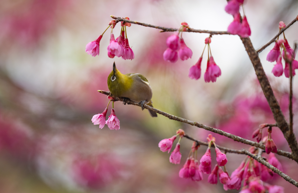 寒緋桜八景