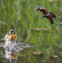カワセミの生活