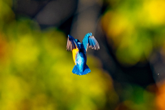 紅葉ホバ・青面・弐ノ型