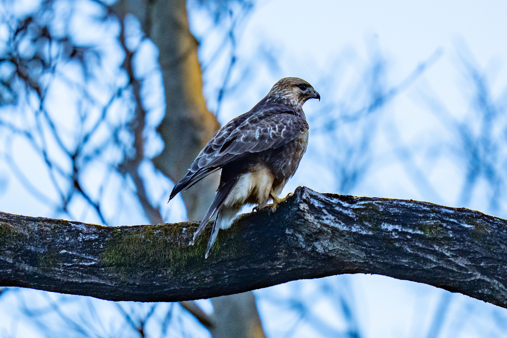 猛禽がサンタクロース