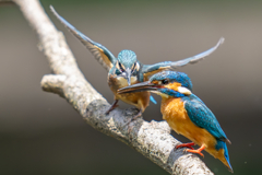 カワセミの生活