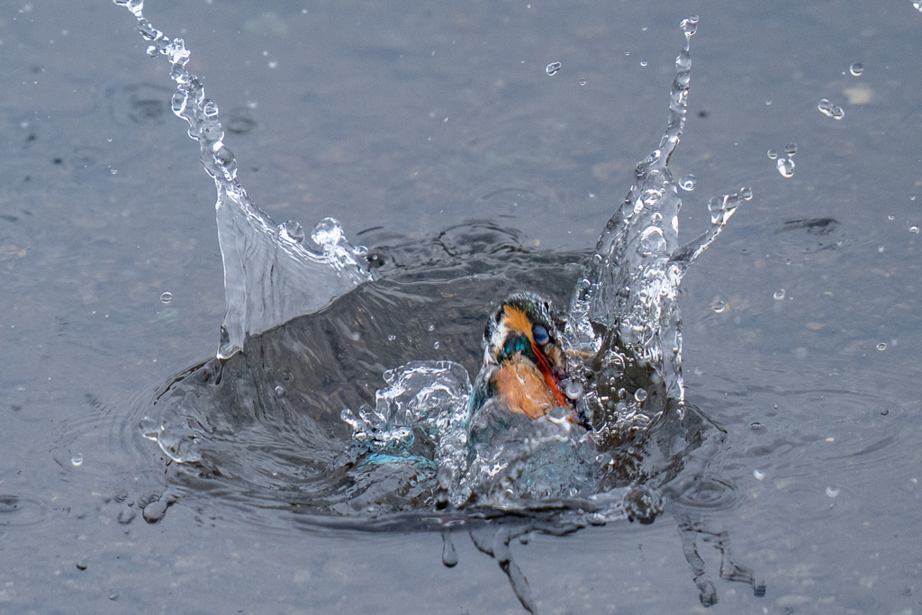 今日のカワセミ