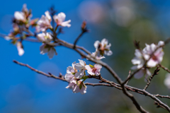 秋の桜