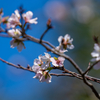 秋の桜