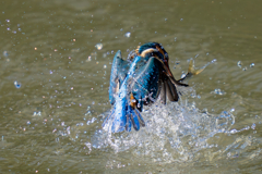 たくましい背中