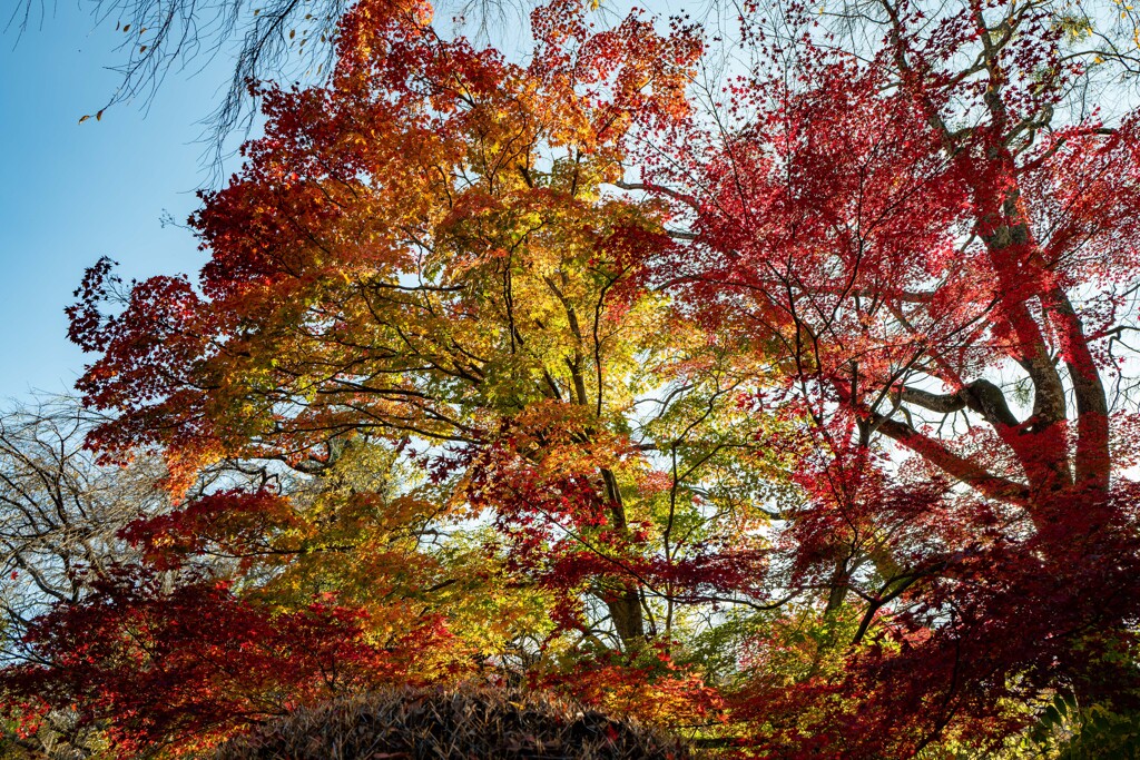 今日の紅葉
