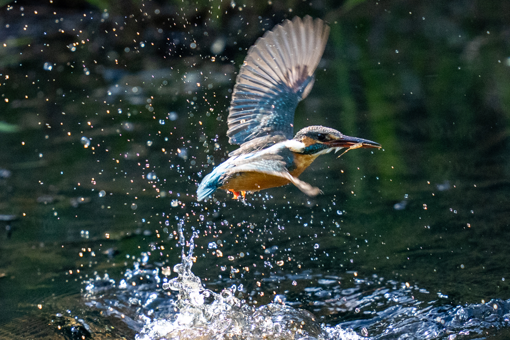 今日のカワセミ