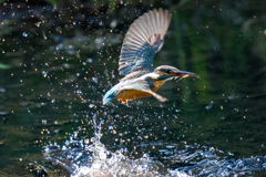 今日のカワセミ