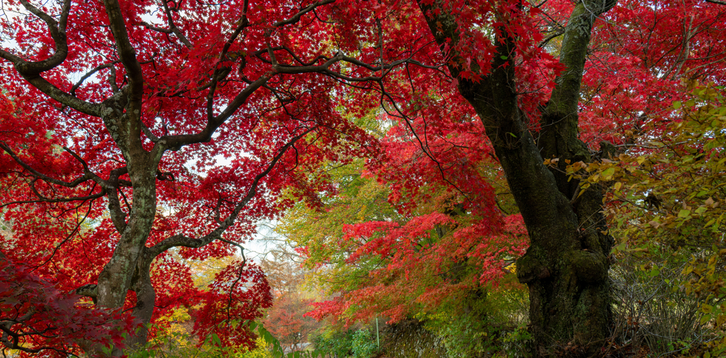 今日の紅葉