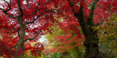 今日の紅葉