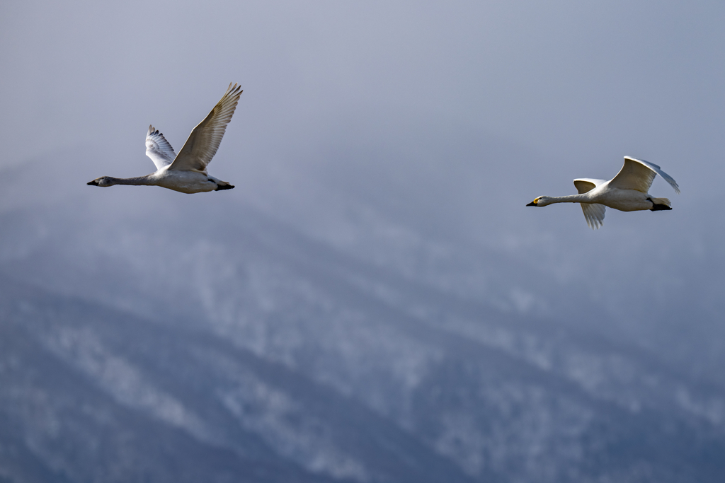 コハクチョウ飛翔