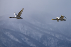 コハクチョウ飛翔