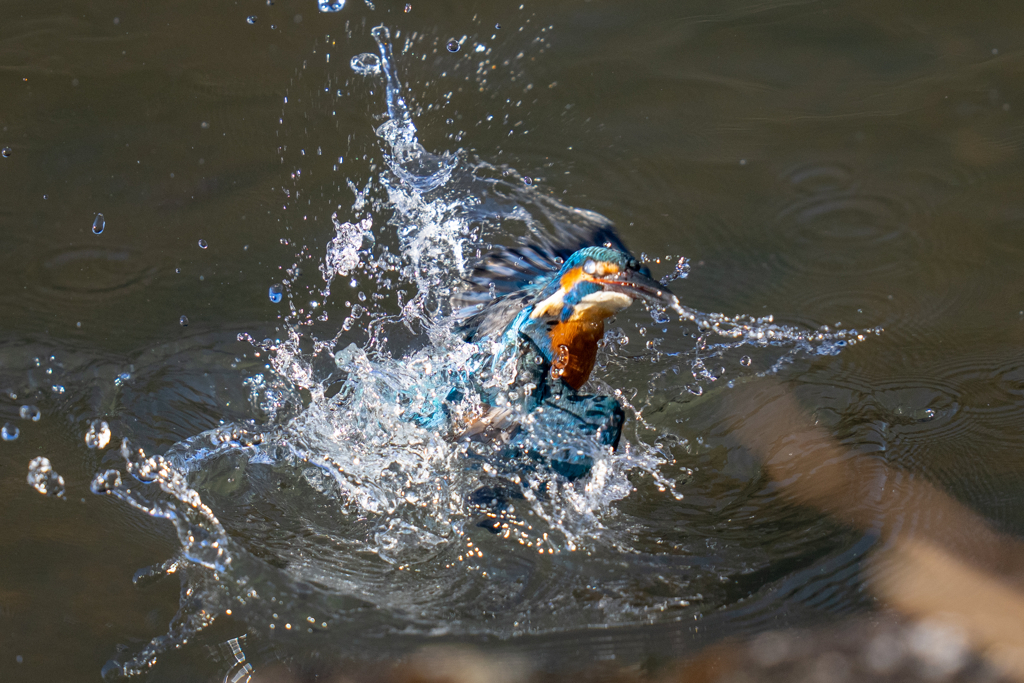 クリスマスカワセミ