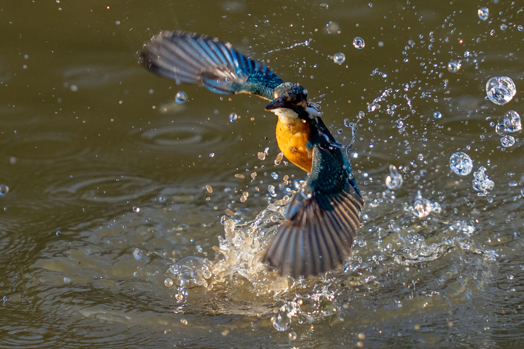 今日のカワセミ