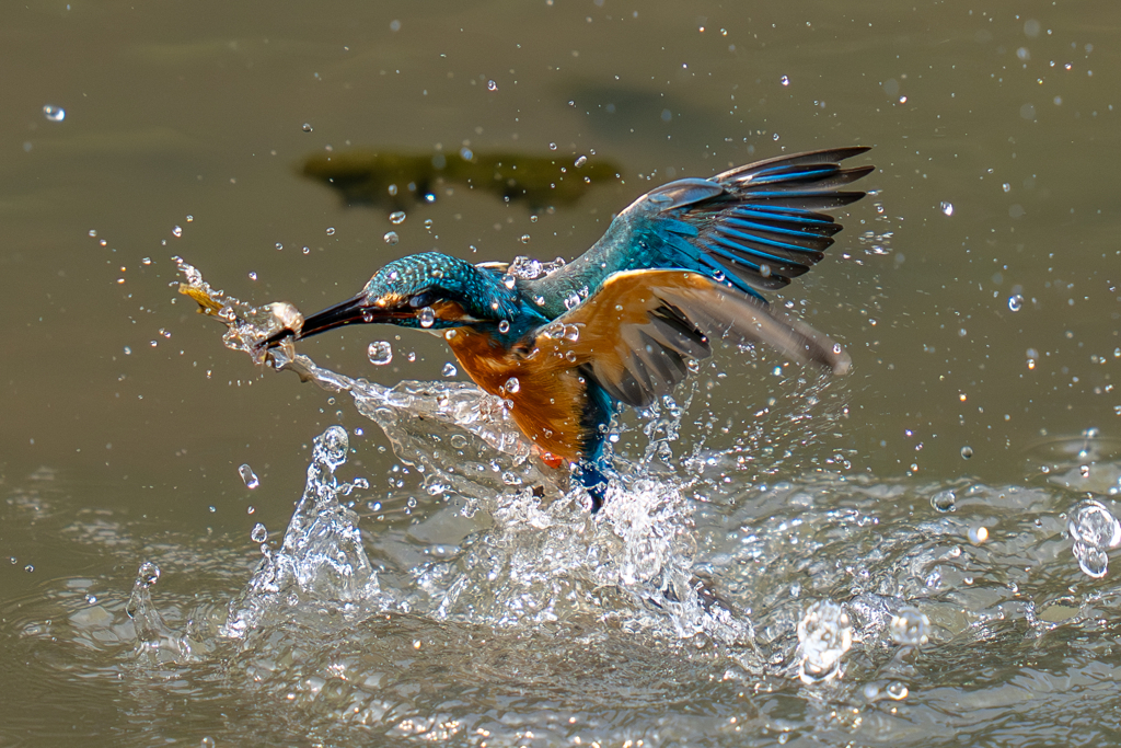 今日のカワセミ